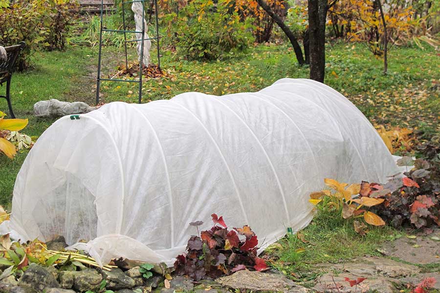 Protect vulnerable plants with a frost fleece